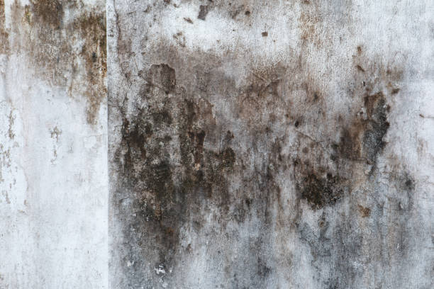 Best Attic Mold Removal  in Headland, AL