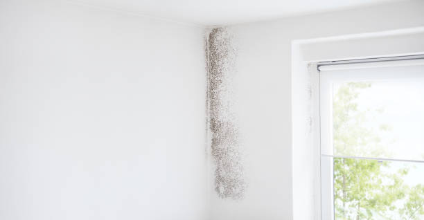 Best Mold-Related Health Consultation  in Headland, AL