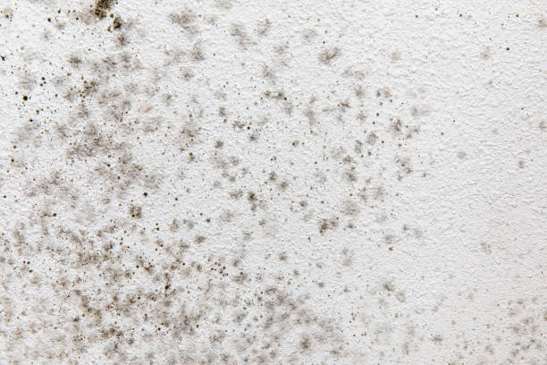 Mold Odor Removal Services in Headland, AL